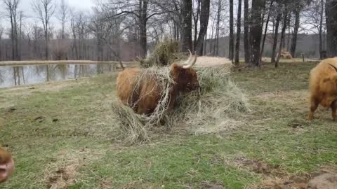 Highland cattle from Arkansas | TaylorHawk Farms Co.