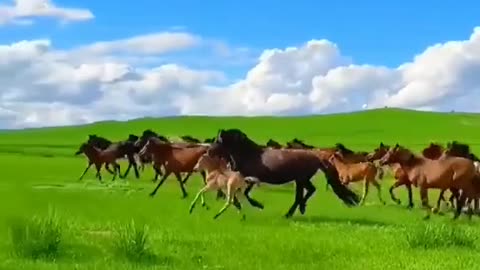 Horses are running
