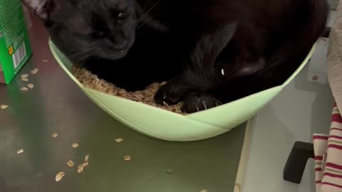 Black Cat Plays in Bowl of Oats