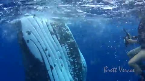 Closest whale encounters