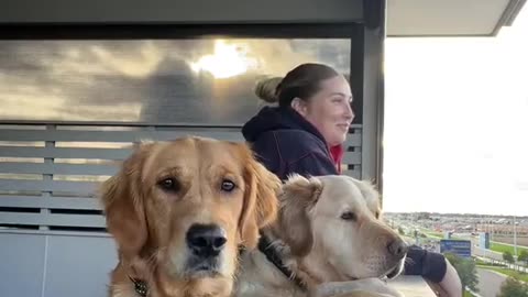 My Goldens Admire the View With Me