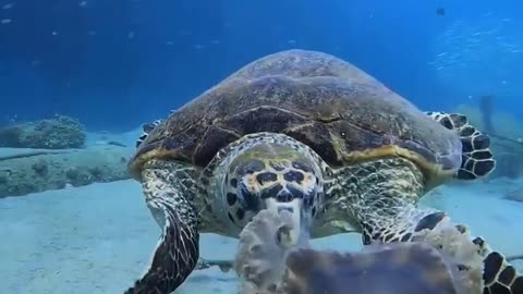 The Underwater Tortoise is Playing with The Fish #tortoise #underthesea