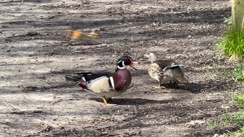 Cardinal feeding the wood ducks 😂