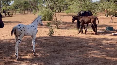 Playful horses at osbourne ranch