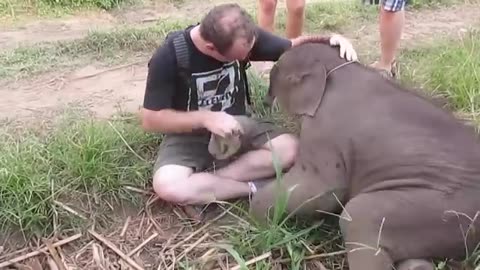 Baby Elephants love to cuddle