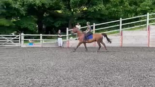 Horse Decides He Doesn't Want to Do That Jump