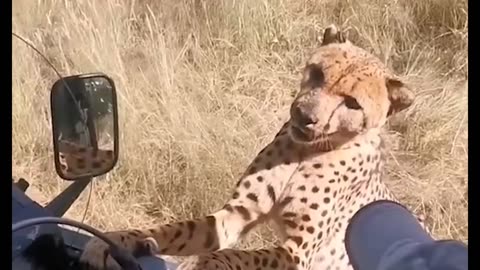 Cheetah gets too close for comfort 🐆😳