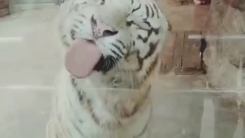 funny animal video 😂