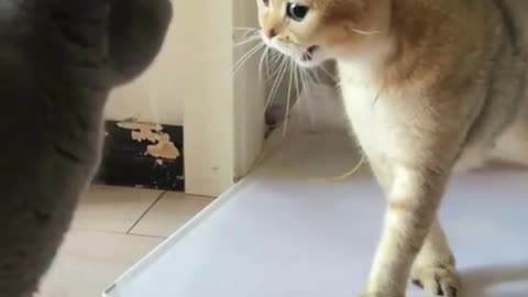 Funny Cats Fighting - Funny Cats Videos - #shorts 🤣