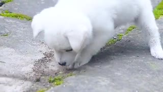 Cute little white dog # # of pet dogs