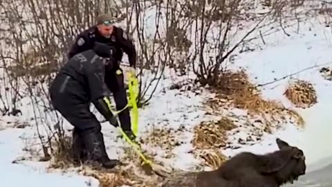 Two police officers rescue a moose from thin ice!