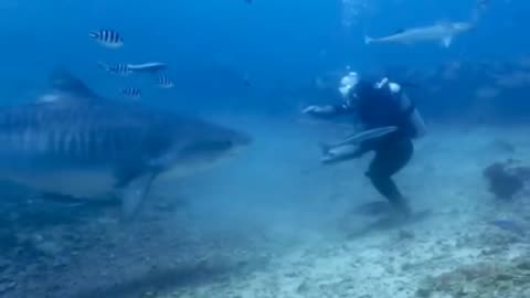 Wow... encounter with shark 🦈😱