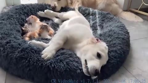 Golden Retriever Reacts to Tiny Kittens and Puppy that Occupying his Bed