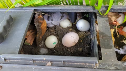 Composting duck eggs