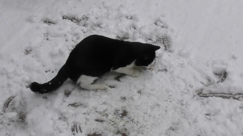 Cat Vs Snow