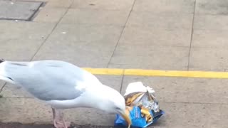 Shoplifting seagull 😂