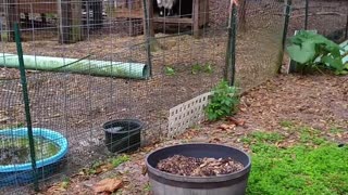 Cute Goats Battling