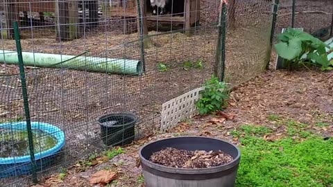 Cute Goats Battling