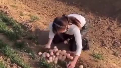 Naughty girl trying to steal peacock's eggs