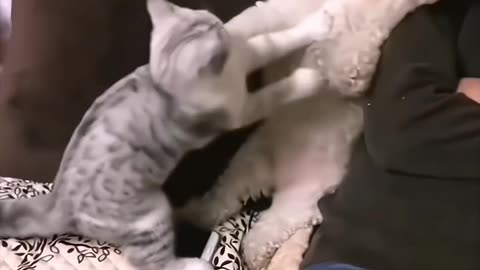 KUNG FU CAT