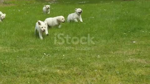 Cutest funny pug puppies