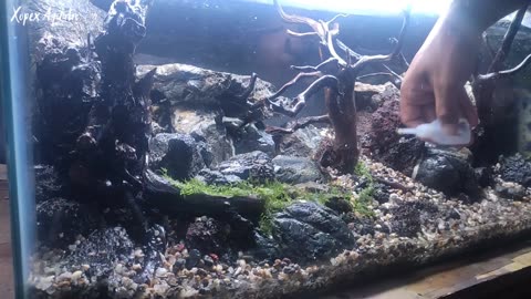 How To Make a Waterfall Forest Aquascape.part 3