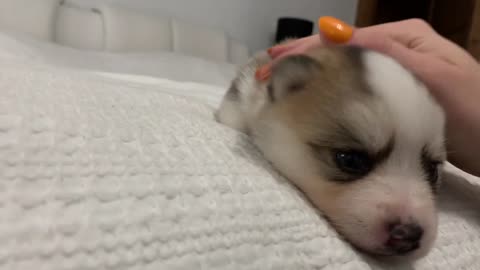 Best Bowtie Pomsky Love - Nora Pomsky Puppy Girl Sweetie