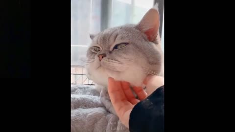 OMG SO CUTE FUNNY CAT - FUNNY PETS