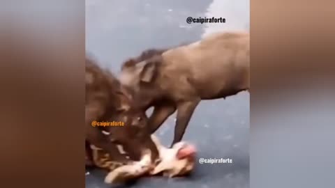 wild boar shreds leopard