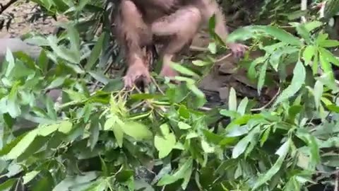 #babymonkeys #Animal #monkeys #animallovers❤️ #cocakamonkey animals #viral #monkey #cute_7