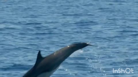 Under Water World. Fish 🐠 Dolfins 🐬🦈.