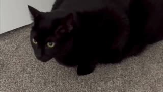 Adopting a Cat from a Shelter Vlog - Cute Precious Piper is a Serious Security Guard #shorts