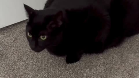 Adopting a Cat from a Shelter Vlog - Cute Precious Piper is a Serious Security Guard #shorts