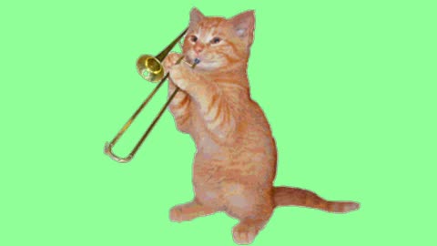 Melodías felinas! Disfruta del talento musical de este gato maestro del viento
