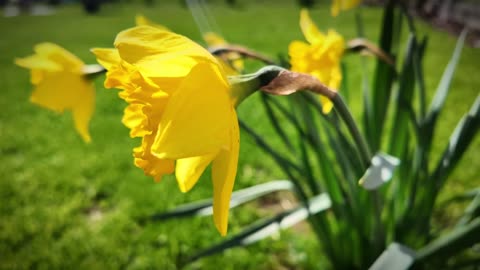 Yellow Narcissus Blooming- Relaxing Nature Footage