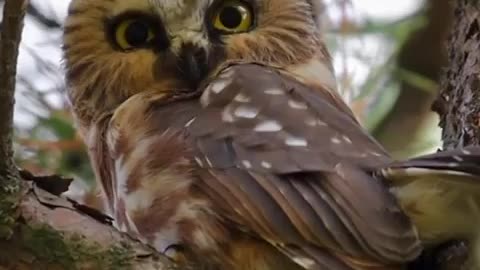 What a beauty ~The northern saw whet Owl