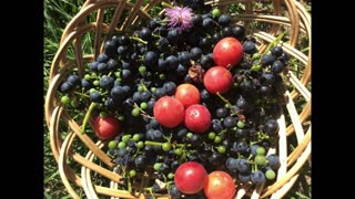 Garden Food, Hungary