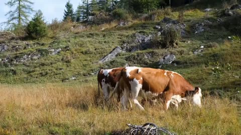 Cow pasture grass