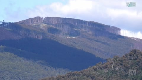 Illegal logging in Australia