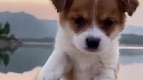 Top Funny and Cute Dog Videos #short