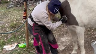 Horse Enjoying Neck Scratches