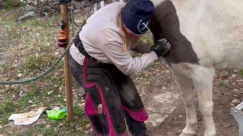 Horse Enjoying Neck Scratches