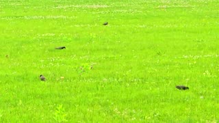 Beautiful birds in a meadow / some birds looking for food.