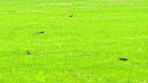 Beautiful birds in a meadow / some birds looking for food.