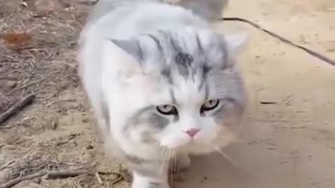 Cute Cat , Funny Cat