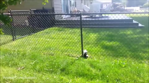 Baby Skunks Trying to Spray - Funniest clips🤣