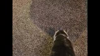 Mr. Rocky The Kitty Cat Gets Treat of Some Chicken