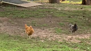 Chickens Chasing Birds