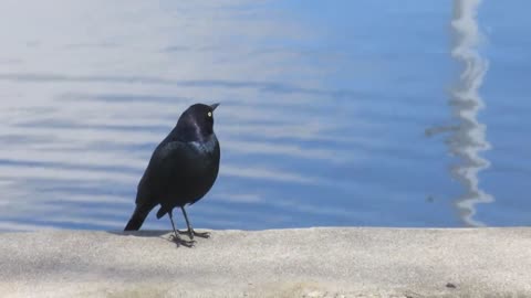 Black Bird Chirping _ Free stock footage