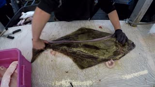 How to fillet a fish like a boss!!!